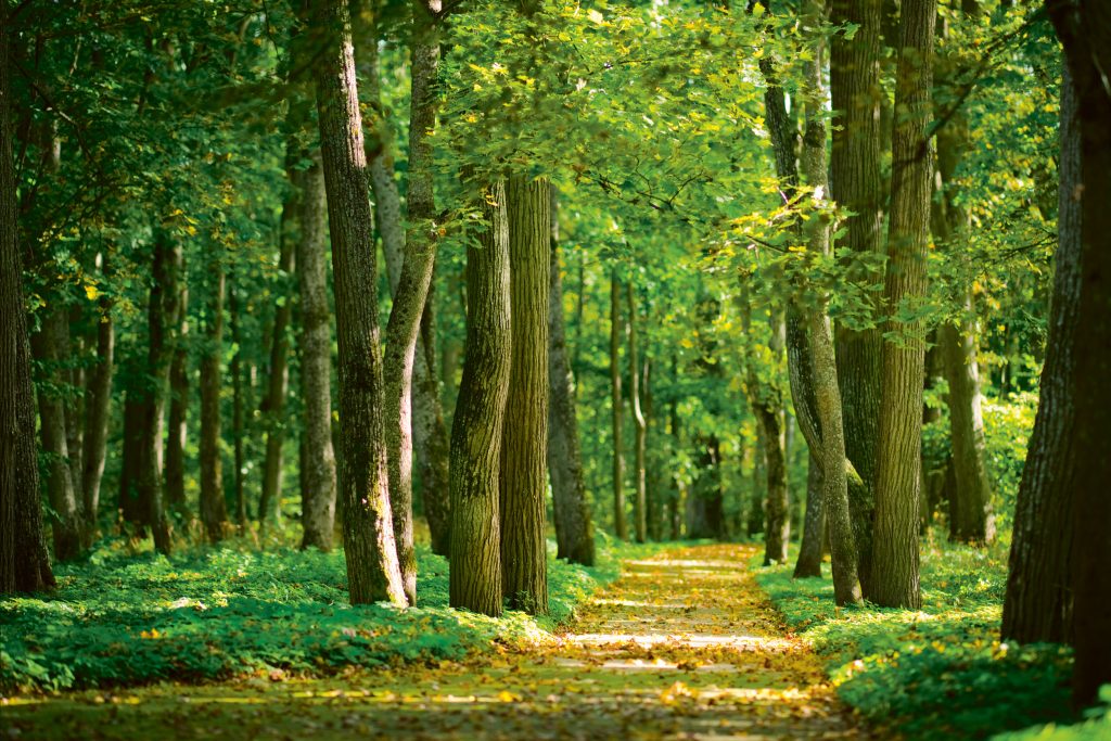 Paysage de forêt verdoyante.
